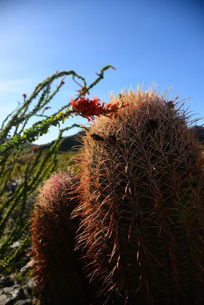 DSC_1833 (Large).JPG